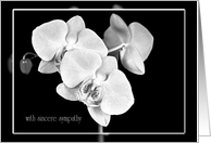 Sympathy White Orchid Blossoms on Black card