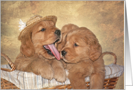 cute Golden...