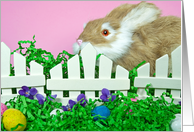 Easter Hoppy card