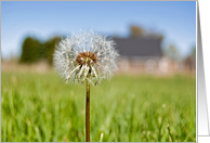 Just Dandy card