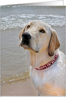 Father’s Day Labrador Retriever on the Beach with Red Collar card