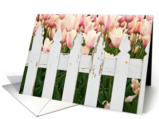 Happy Birthday Dutch pink tulips with white picket fence card (644459)