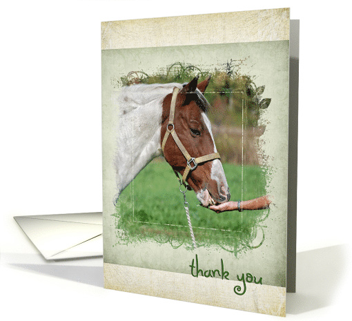 Thanks you, horse eating out of woman's hand card (663572)