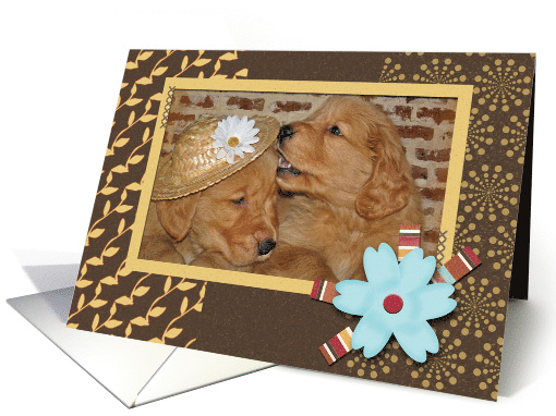 Anniversary for couple, pair of golden retriever puppies card (679946)