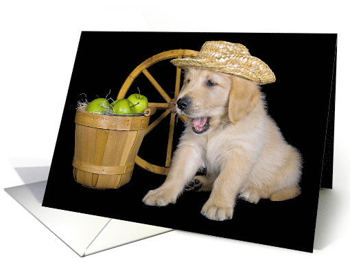 Birthday Golden Retriever wearing a Straw Hat with Green Apples card