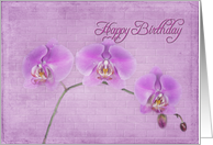 birthday orchids