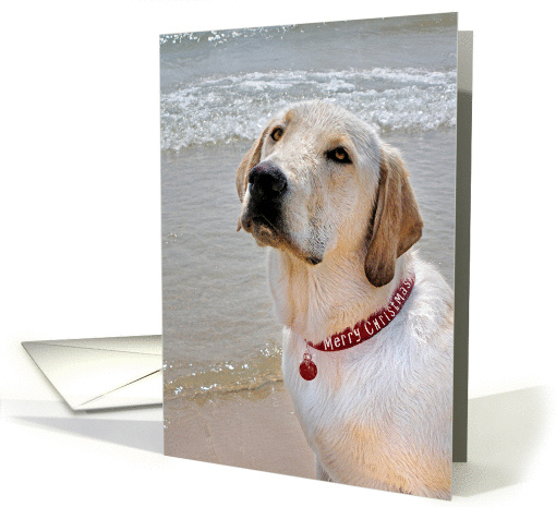 Christmas Labrador Retriever on the beach with holiday collar card
