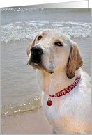 Christmas Labrador Retriever on the beach with holiday collar card