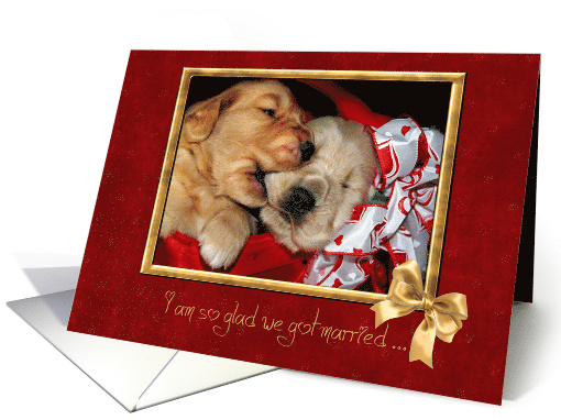 golden retrievers in red basket for spouse's anniversary card (736033)