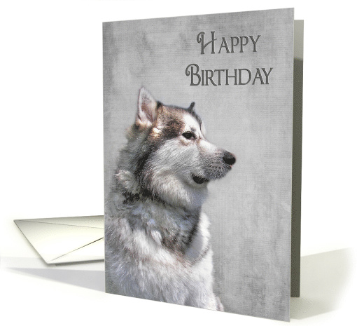 Alaskan Malamute portrait with silver texture overlay card (750825)