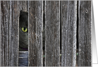 Hello, close up of cat eye peeking through old barn wood siding card