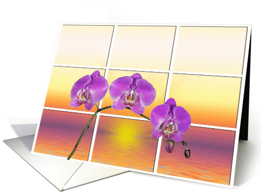 pink orchid with sunrise window card (767527)