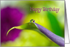 dewdrop-lily-flower-birthday card