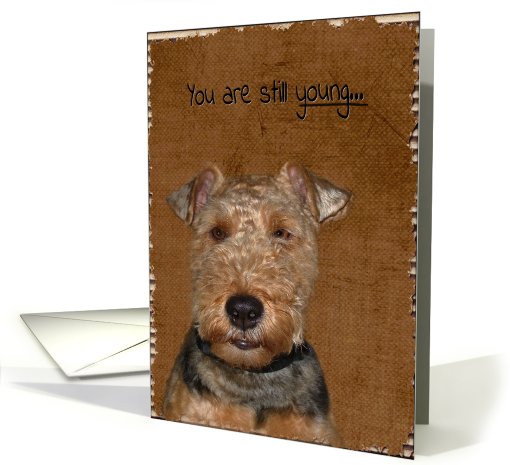 Welsh Terrier-humor-dog-birthday card (783011)