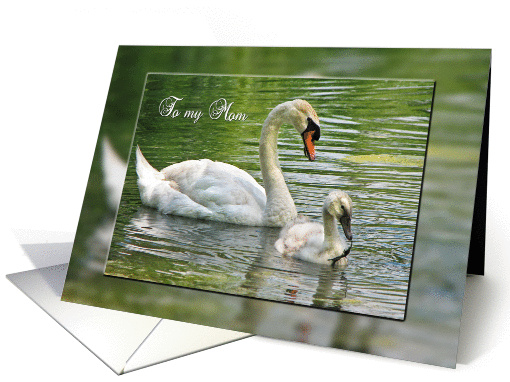 Mother's Day for Mom-swan with cygnet in pond card (788922)