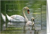 Birthday-swan with cygnet card