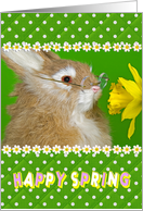 rabbit-bunny-spring-daffodil-love card