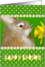 rabbit-bunny-spring-daffodil-love card