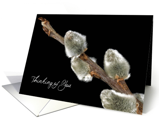 Pussywillow Branch On Black For Thinking of You card (799221)