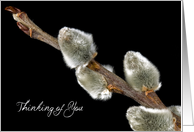 Pussywillow Branch On Black For Thinking of You card