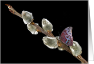 Birthday-butterfly on a pussy willow branch card