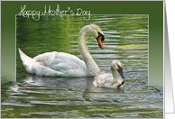 swan-Mother's Day...