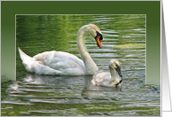 swan-birthday-water