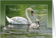 swan with cygnet in green water and frame thank you card