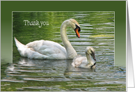 swan with cygnet in...