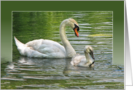 Grandma’s Birthday-swan with cygnet in pond water card