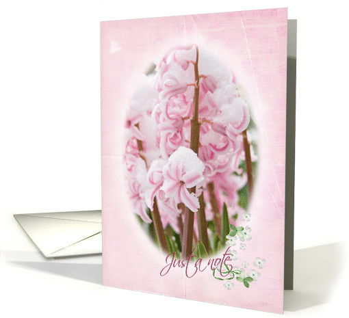 just a note. pink hyacinth in snow with oval framing card (806209)