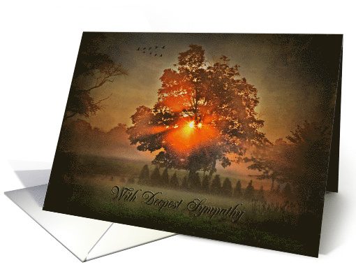 sympathy from couple, morning sunbeams through trees with geese card