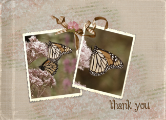 thank you-monarch...