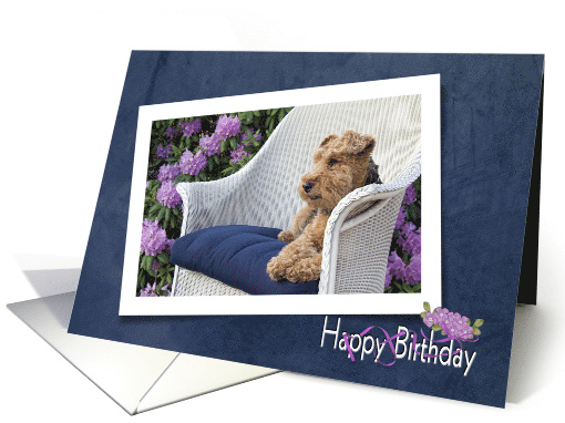 Welsh Terrier in azalea garden on wicker chair birthday card (828454)