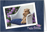 Sister’s Birthday - Welsh terrier in garden with azaleas card