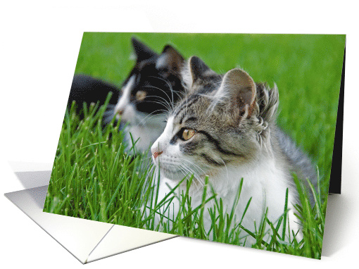 Thinking of You tabby kittens in the grass card (854449)