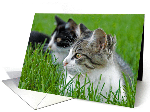 Birthday-kittens in grass card (854450)
