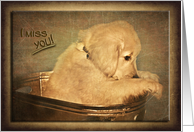 Miss you, sad golden...