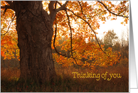 Thinking of You autumn oak tree with orange foliage card