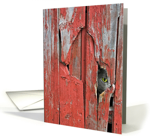 cat peeking out of barn siding hole card (867837)