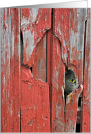 cat peeking out of barn siding hole card