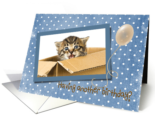 Sister's Birthday kitten in a box on polka dot background... (871052)