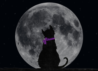 cat, moon, Miss You,...