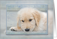 Get Well Soon Golden Retriever puppy with soft texture overlay card
