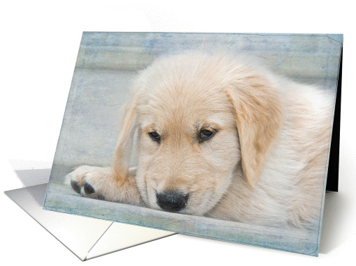 Thinking of You Golden Retriever puppy card (891799)