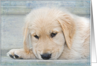 Thinking of You Golden Retriever puppy card