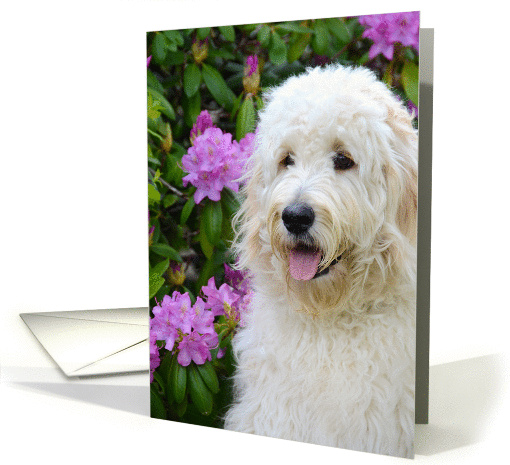 Goldendoodle pup in rhododendrons for birthday card (928304)