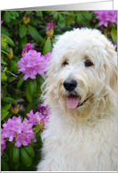 Goldendoodle pup in rhododendrons for birthday card