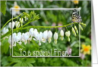 bleeding heart flowers with butterfly for Friend’s birthday card