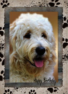Birthday Photo Card From The Dog, Muddy Paw Prints